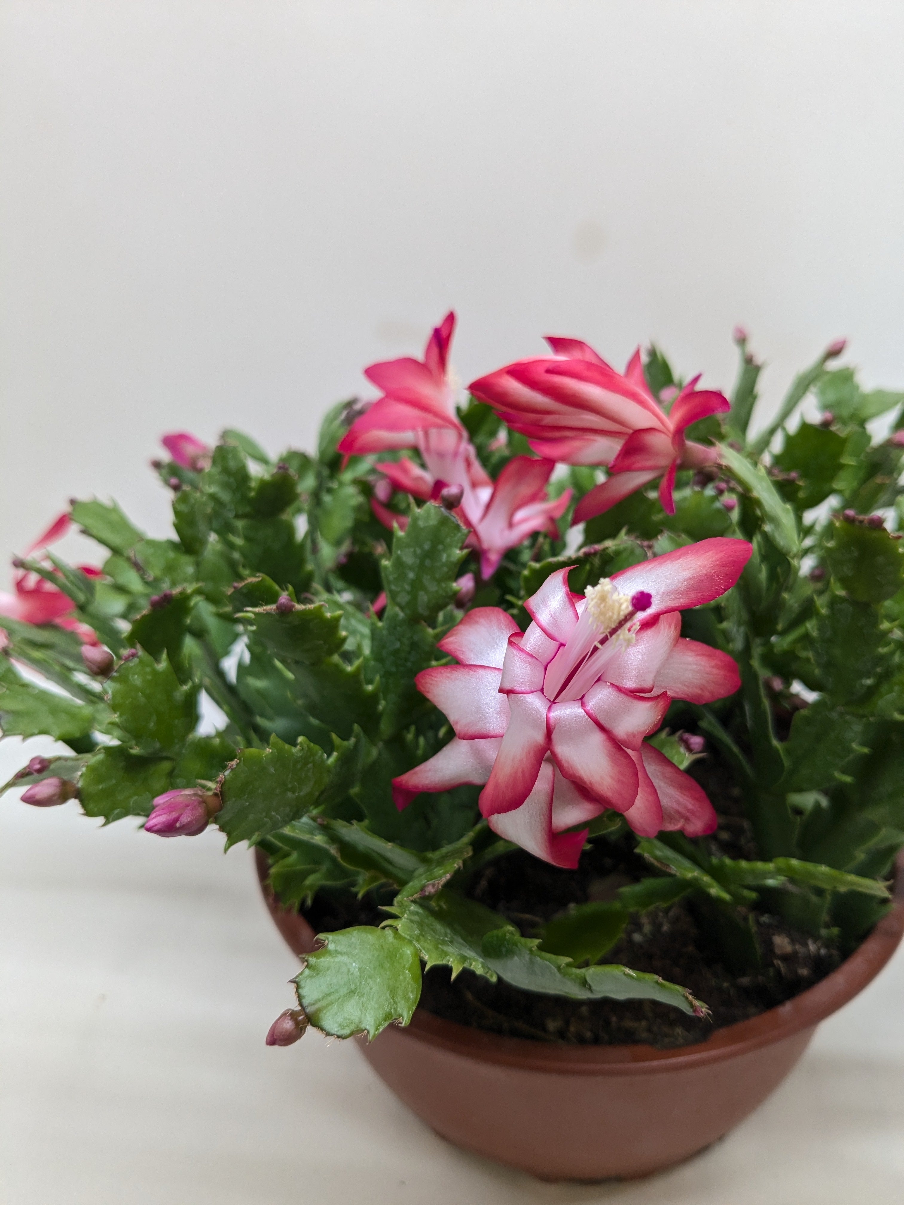Christmas Cactus | Easy Care Holiday Plant | House Plant Shop