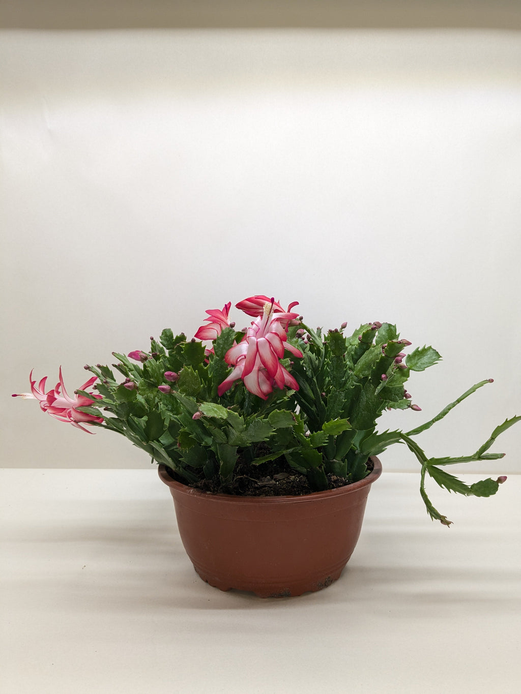 Christmas Cactus | Easy Care Holiday Plant | House Plant Shop
