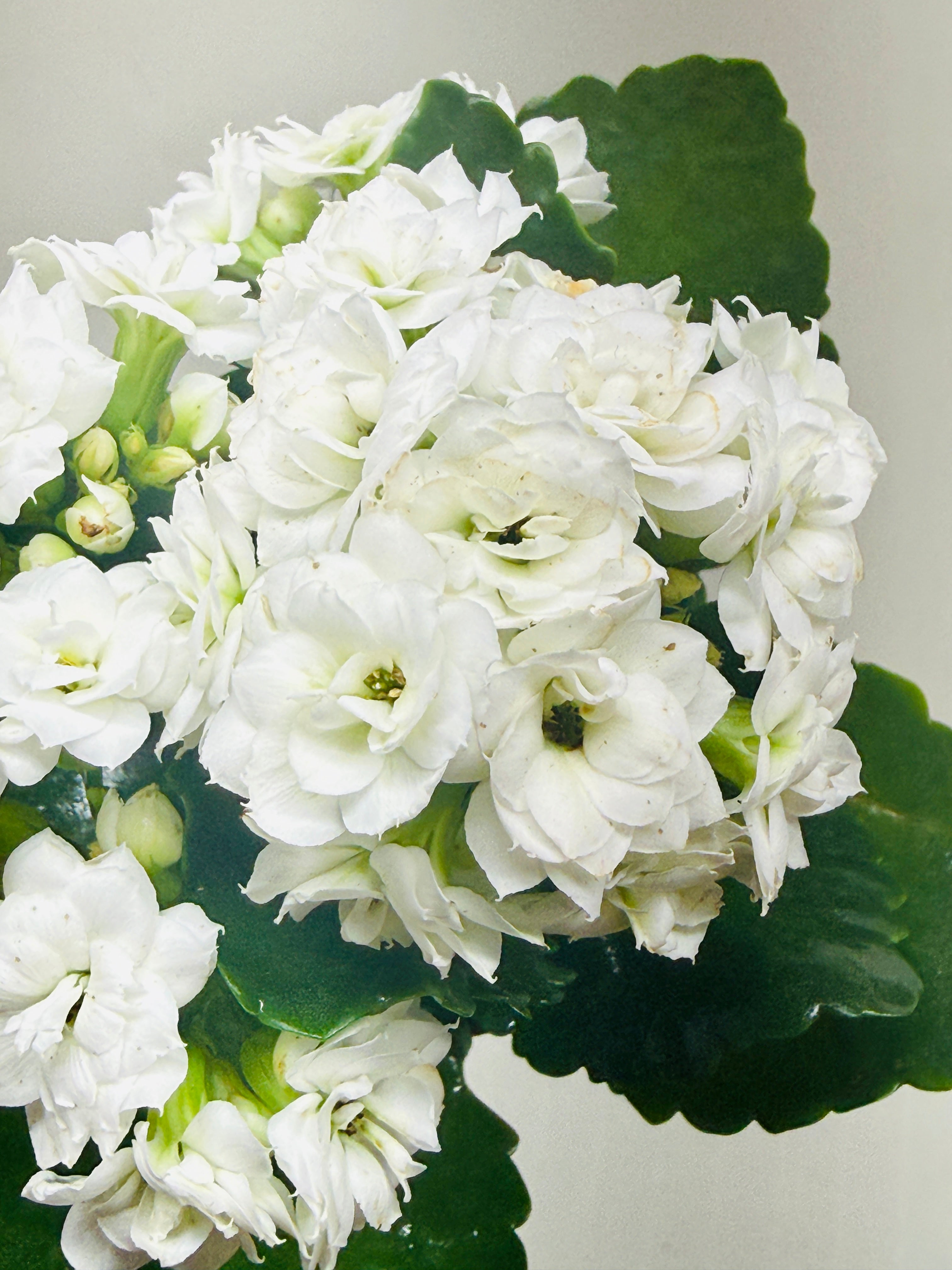 Kalanchoe 'Blossfeldiana'