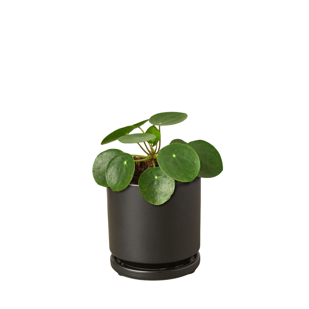 Pilea Peperomioides Chinese Money Plant | Easy Care Coin-Shaped Leaves | House Plant Shop