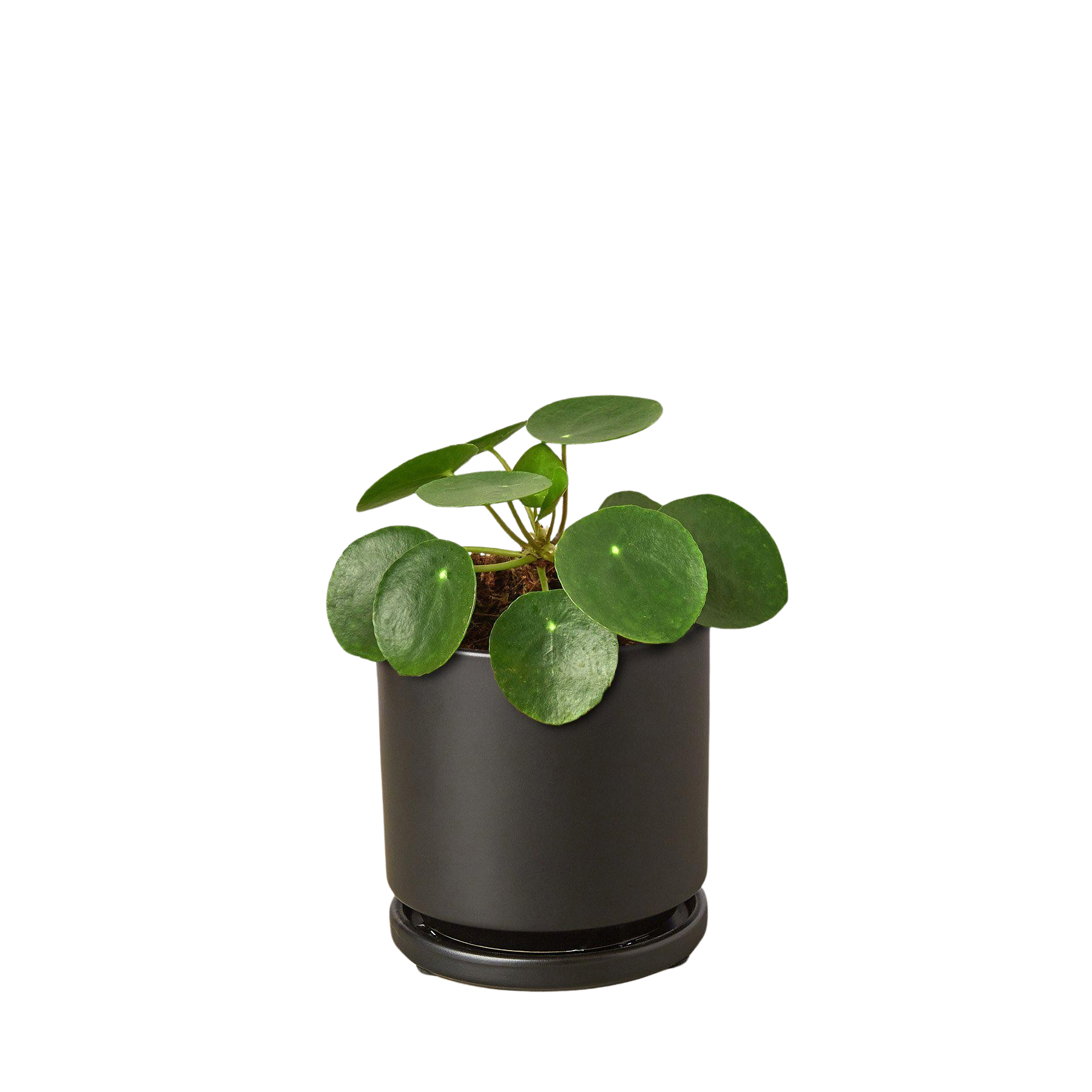 Pilea Peperomioides Chinese Money Plant | Easy Care Coin-Shaped Leaves | House Plant Shop