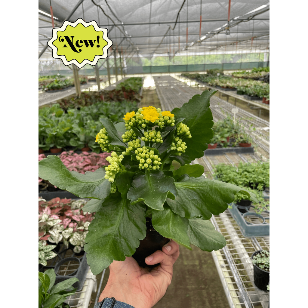 Kalanchoe 'Blossfeldiana'