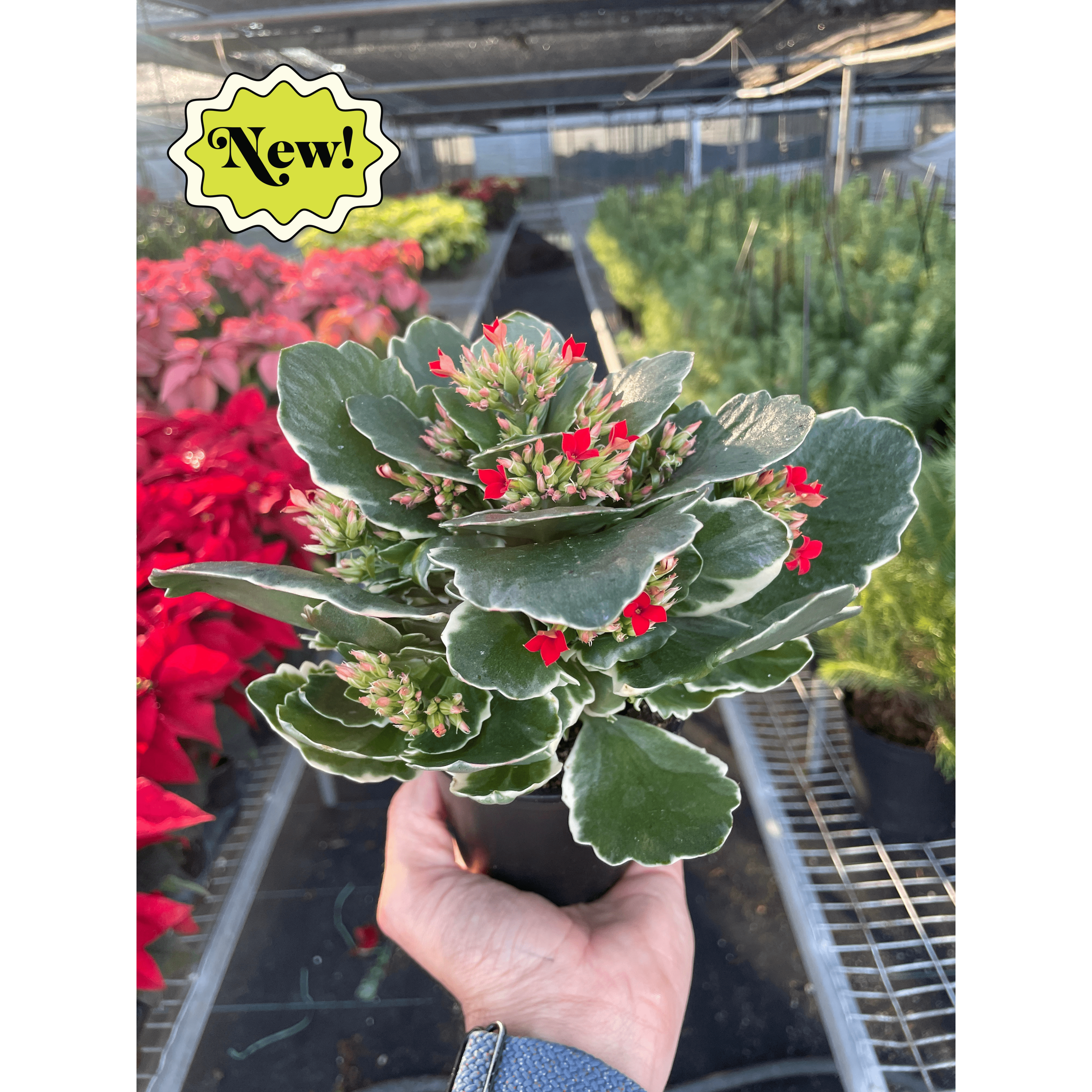 Kalanchoe 'Blossfeldiana'