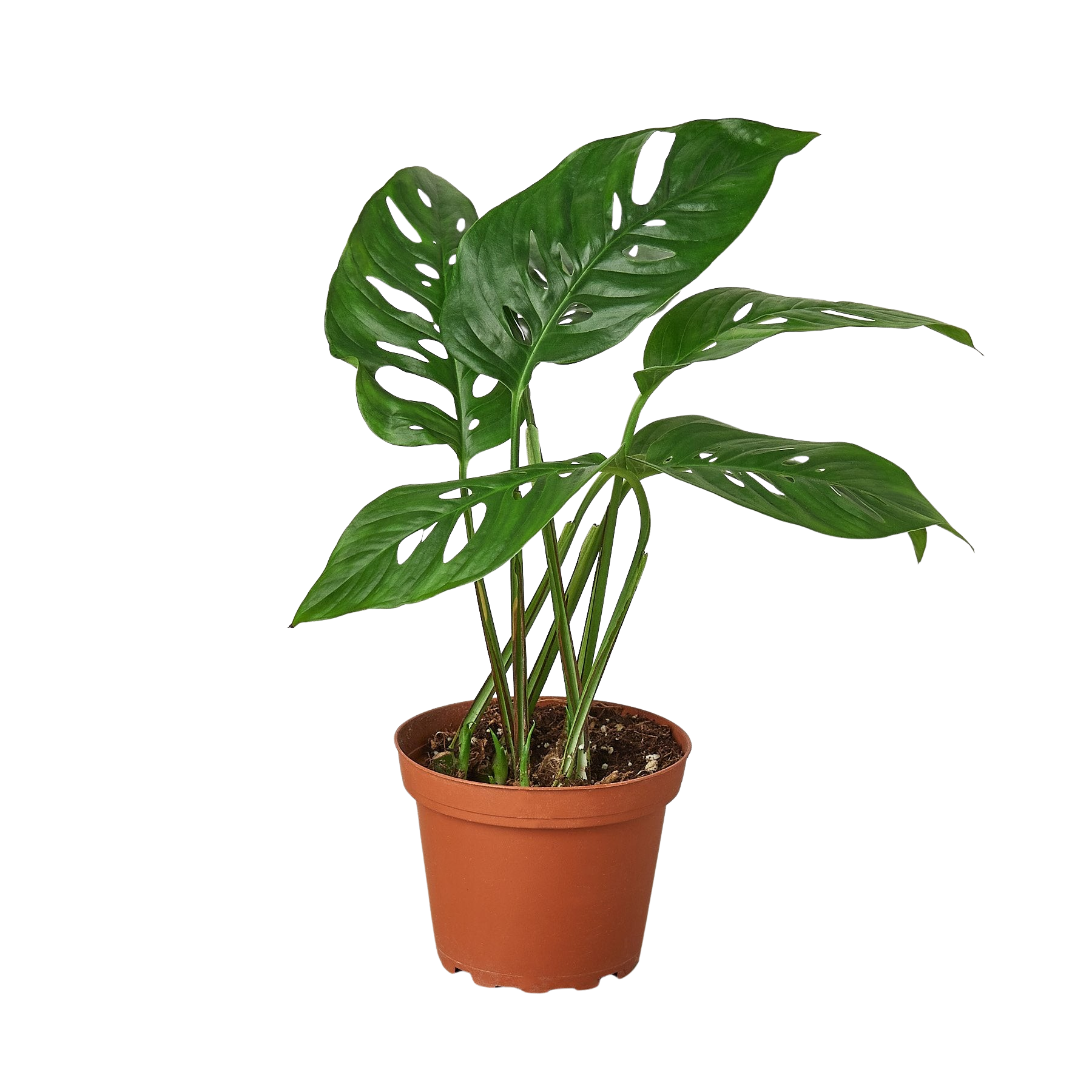 Monstera Adansonii Swiss Cheese | Easy Care Vining Plant | House Plant Shop