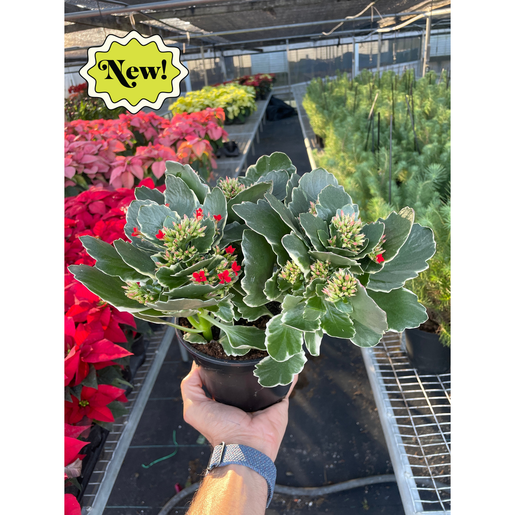 Kalanchoe 'Blossfeldiana'